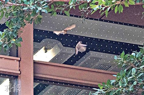 鳥死在門口|家裡出現死鳥 鳥死在院子裡是擋災